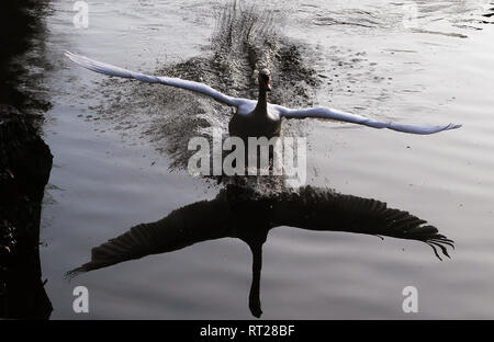 Un cigno terre sullo stagno di St. Stephen's Green a Dublino. Foto Stock