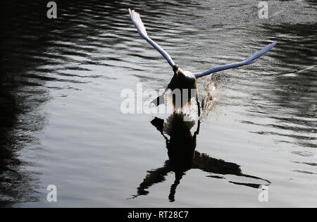 Un cigno terre sullo stagno di St. Stephen's Green a Dublino. Foto Stock