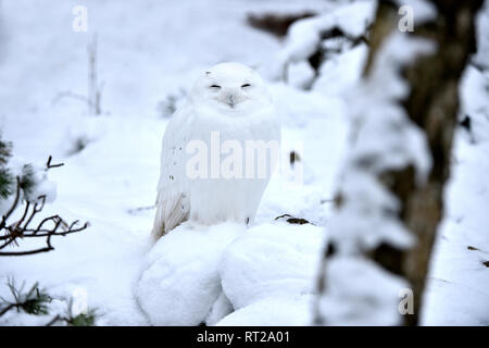 Arctic owl, OWL, gufi, grifoni, uccello da preda, rapaci notturni, Nyctea scandiaca, civetta delle nevi, le civette delle nevi, il gufo reale tipo, uccelli, uccelli.L Foto Stock