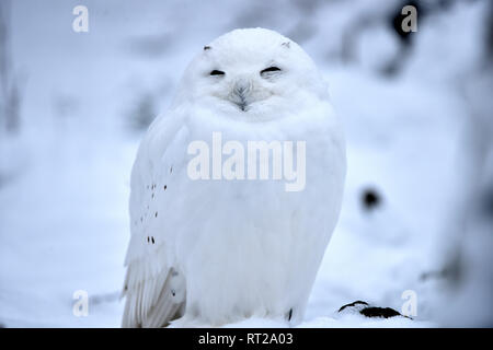 Arctic owl, OWL, gufi, grifoni, uccello da preda, rapaci notturni, Nyctea scandiaca, civetta delle nevi, le civette delle nevi, il gufo reale tipo, uccelli, uccelli.L Foto Stock