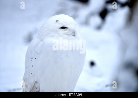 Arctic owl, OWL, gufi, grifoni, uccello da preda, rapaci notturni, Nyctea scandiaca, civetta delle nevi, le civette delle nevi, il gufo reale tipo, uccelli, uccelli.L Foto Stock