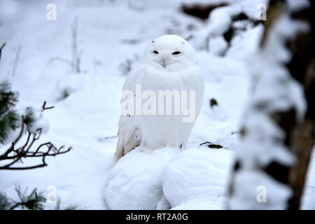 Arctic owl, OWL, gufi, grifoni, uccello da preda, rapaci notturni, Nyctea scandiaca, civetta delle nevi, le civette delle nevi, il gufo reale tipo, uccelli, uccelli.L Foto Stock