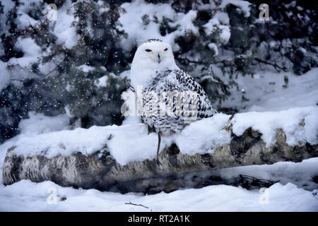 Arctic owl, OWL, gufi, grifoni, uccello da preda, rapaci notturni, Nyctea scandiaca, civetta delle nevi, le civette delle nevi, il gufo reale tipo, uccelli, uccelli.L Foto Stock