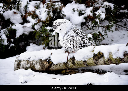 Arctic owl, OWL, gufi, grifoni, uccello da preda, rapaci notturni, Nyctea scandiaca, civetta delle nevi, le civette delle nevi, il gufo reale tipo, uccelli, uccelli.L Foto Stock