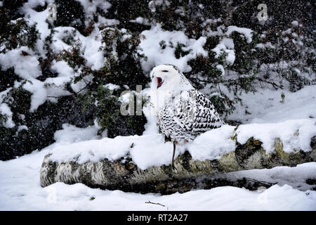 Arctic owl, OWL, gufi, grifoni, uccello da preda, rapaci notturni, Nyctea scandiaca, civetta delle nevi, le civette delle nevi, il gufo reale tipo, uccelli, uccelli.L Foto Stock