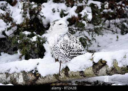 Arctic owl, OWL, gufi, grifoni, uccello da preda, rapaci notturni, Nyctea scandiaca, civetta delle nevi, le civette delle nevi, il gufo reale tipo, uccelli, uccelli.L Foto Stock