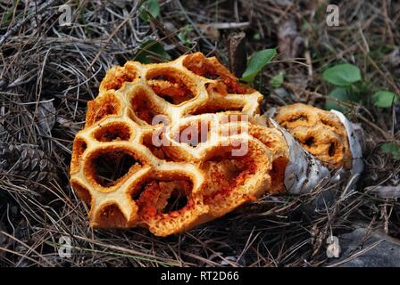 Clathrus ruber . Gabbia rosso. tralicciati stinkhorn. cestello stinkhorn Foto Stock