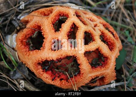 Clathrus ruber . Gabbia rosso. tralicciati stinkhorn. cestello stinkhorn Foto Stock