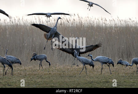 Gru reale, grigio gru grus grus, gru, gru, gru di uccelli, gru del treno, Meclemburgo-Pomerania occidentale, Mecklenburg pianura pianura piena di laghi, Foto Stock