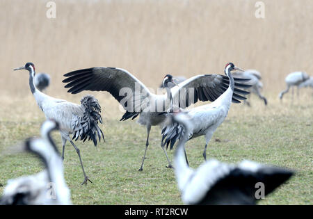 Gru reale, grigio gru grus grus, gru, gru, gru di uccelli, gru del treno, Meclemburgo-Pomerania occidentale, Mecklenburg pianura pianura piena di laghi, Foto Stock