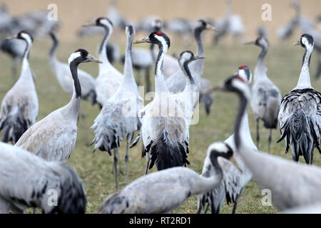 Gru reale, grigio gru grus grus, gru, gru, gru di uccelli, gru del treno, Meclemburgo-Pomerania occidentale, Mecklenburg pianura pianura piena di laghi, Foto Stock