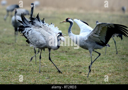 Gru reale, grigio gru grus grus, gru, gru, gru di uccelli, gru del treno, Meclemburgo-Pomerania occidentale, Mecklenburg pianura pianura piena di laghi, Foto Stock