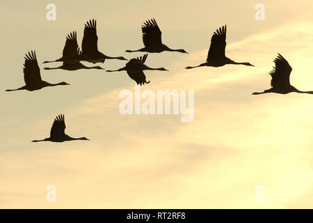 Gru reale, grigio gru grus grus, gru, gru, gru di uccelli, gru del treno, Meclemburgo-Pomerania occidentale, Mecklenburg pianura pianura piena di laghi, Foto Stock