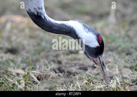 Gru reale, grigio gru grus grus, gru, gru, gru di uccelli, gru del treno, Meclemburgo-Pomerania occidentale, Mecklenburg pianura pianura piena di laghi, Foto Stock