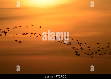 Gru reale, grigio gru grus grus, gru, gru, gru di uccelli, gru del treno, Meclemburgo-Pomerania occidentale, Mecklenburg pianura pianura piena di laghi, Foto Stock