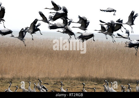 Gru reale, grigio gru grus grus, gru, gru, gru di uccelli, gru del treno, Meclemburgo-Pomerania occidentale, Mecklenburg pianura pianura piena di laghi, Foto Stock