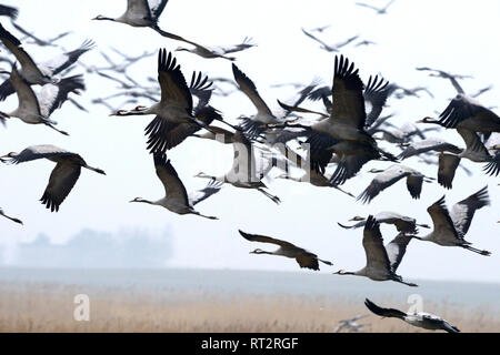 Gru reale, grigio gru grus grus, gru, gru, gru di uccelli, gru del treno, Meclemburgo-Pomerania occidentale, Mecklenburg pianura pianura piena di laghi, Foto Stock