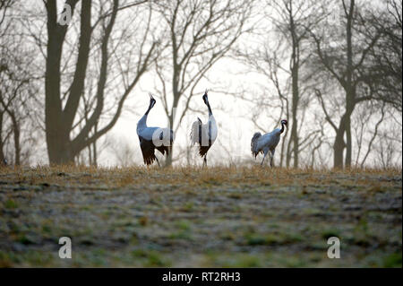 Gru reale, grigio gru grus grus, gru, gru, gru di uccelli, gru del treno, Meclemburgo-Pomerania occidentale, Mecklenburg pianura pianura piena di laghi, Foto Stock