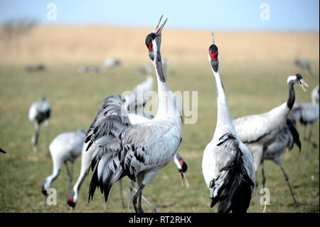 Gru reale, grigio gru grus grus, gru, gru, gru di uccelli, gru del treno, Meclemburgo-Pomerania occidentale, Mecklenburg pianura pianura piena di laghi, Foto Stock