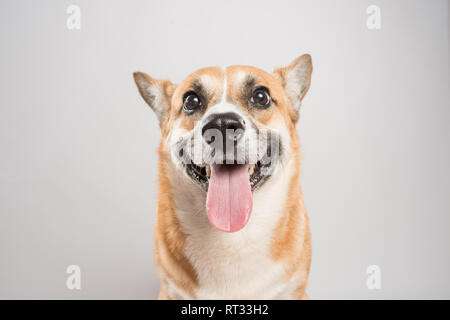 Funny corgi pembroke in studio davanti a uno sfondo bianco Foto Stock