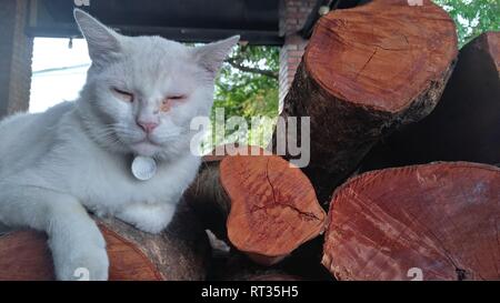 Il primo piano della sezione di estremità albero di legno di sezione con crepe e gli anelli annuali con un gatto su di esso Foto Stock