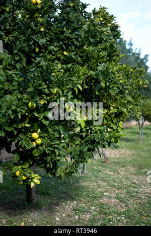 Spagnolo frutteti in fiore, maturo e pronto per la raccolta di limoni o di Arance Mandarini appesi sugli alberi, sud della Spagna Foto Stock