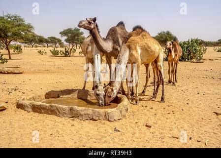Sudan, Africa, cammelli acqua potabile. Foto Stock