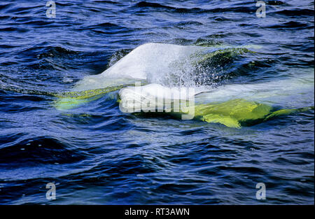 Due bianchi Beluga coming up per aria nel fiume Hudson in Canada Foto Stock