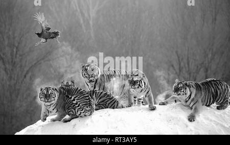 Diverse le tigri siberiane sono in piedi su una coperta di neve hill e la cattura delle prede. In bianco e nero. Cina. Harbin. Mudanjiang provincia. Hengdaohezi park. Foto Stock