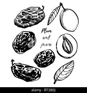 Le Prugne e susine disegnati a mano illustrazione. Schizzo di inchiostro di dadi. Disegnata a mano illustrazione. Isolato su sfondo bianco. Foto Stock