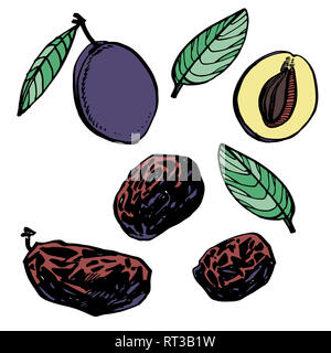 Le Prugne e susine disegnati a mano illustrazione. Schizzo di inchiostro di dadi. Disegnata a mano illustrazione. Isolato su sfondo bianco. Foto Stock