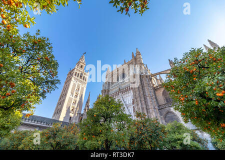 Vista della Cattedrale di Santa Maria del vedere (Cattedrale di Siviglia) con la torre Giralda e alberi di arance in primo piano Foto Stock