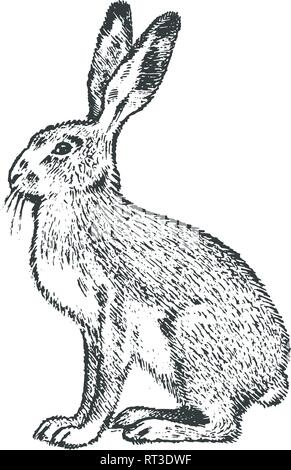 Grigio selvatico Lepre, foresta animale. Vintage stile monocromatico. Mammifero in Europa. Mano inciso bozzetto per banner o etichetta. Illustrazione Vettoriale