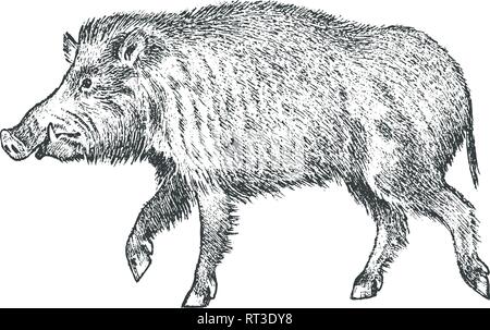 Cinghiale, maiale o suina, foresta animale. Simbolo del nord. Vintage stile monocromatico. Mammifero in Eurasia. Mano inciso bozzetto per banner o Illustrazione Vettoriale