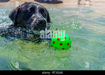 Il Labrador retriever sulla spiaggia in riva al lago di Mojave sul fiume Colorado in Arizona dove è possibile barca alla spiaggia e camp o rimanere solo per un giorno. Foto Stock