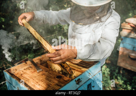 Russland, apicoltore frame di controllo con le api da miele, fumatore e fumo Foto Stock