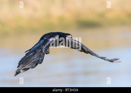 Adulto Rook (Corvus frugilegus) volando a bassa quota in inverno nel West Sussex, Regno Unito. Foto Stock