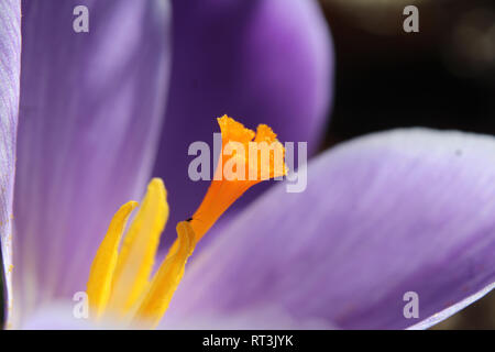 Extreme close up immagine di un arancio luminoso lo stigma al centro di un viola Crocus fiore. Accesa la mattina presto dalla sun Foto Stock