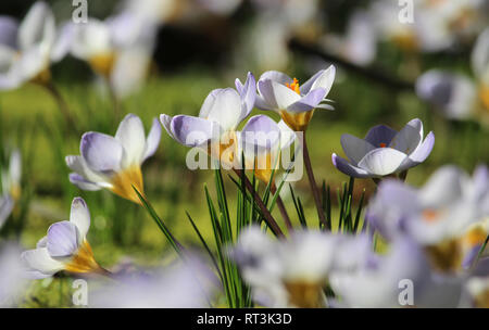 Bel gruppo di Crocus bianco in un soleggiato campo in primavera. Messa a fuoco selettiva. Foto Stock