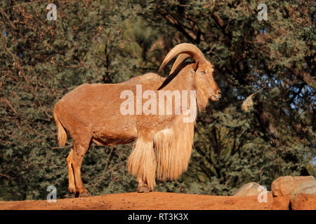 Un maschio di mufloni (Ammotragus lervia), Nord Africa Foto Stock