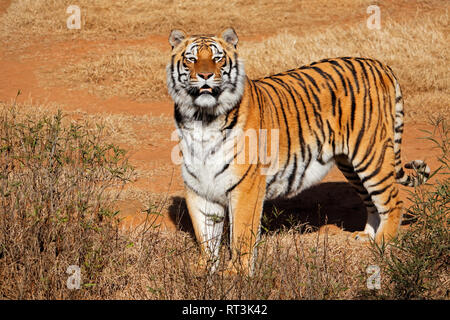 Alert tigre del Bengala (Panthera tigris bengalensis) in Early Morning Light Foto Stock