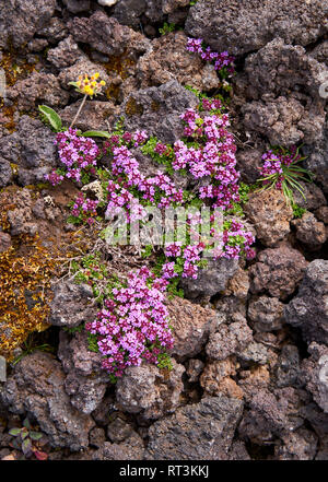 Il timo (Thymus praecox arcticus) e roccia lavica penisola di Reykjanes, Islanda Foto Stock