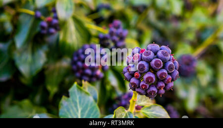 La fruttificazione ivy pianta con viola e bacche blu in primo piano, giardino botanico, giardino naturale sullo sfondo Foto Stock