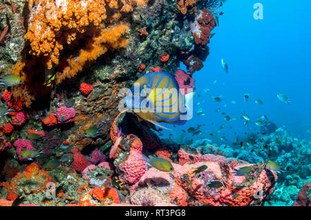 Bue-inanellati angelfish [Pomacanthus annularis]. Papua occidentale, in Indonesia. Foto Stock