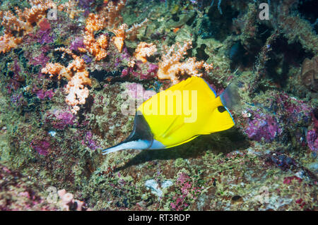A becco lungo [butterflyfish Forcipiger flavissimus]. Papua occidentale, in Indonesia. Foto Stock