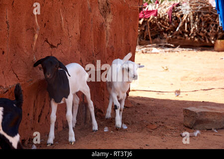 Vista di un vecchio villaggio dei masai con capanne di argilla. Kid o capra e la povertà e la miseria in Kenya in Africa Foto Stock