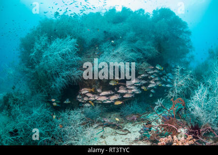Coral reef paesaggi con Papua lutiani [Lutjanus papuensis] rifugiandosi sotto la barriera corallina affioramento con nero cora [Antipathes sp.]. Papua occidentale, Indone Foto Stock