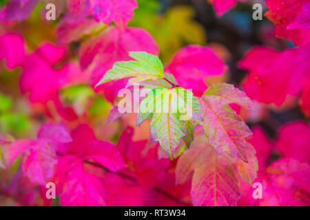 Foglie di autunno. Foto Stock