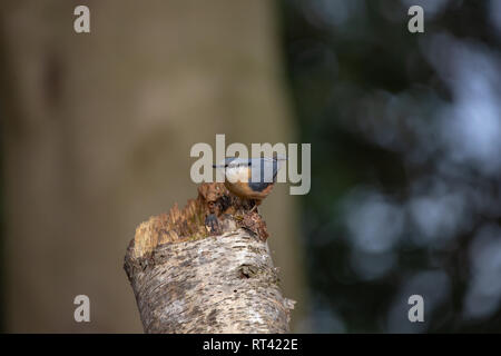 Eurasian Nuthatsh su un trunk Foto Stock