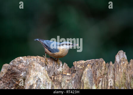 Eurasian Nuthatsh su un trunk Foto Stock